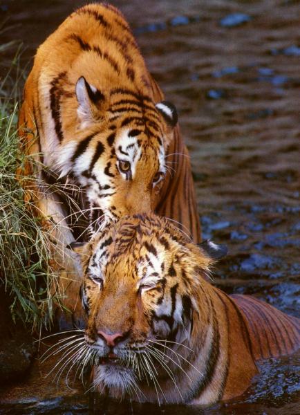 tigre du Bengale