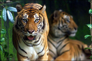 tigres de sumatra et de siberie