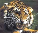 voies d'extinction des tigres de sumatra